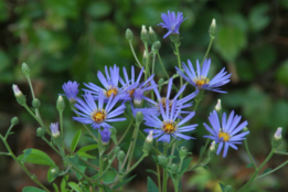 Aster 'Twilight'  bestellen